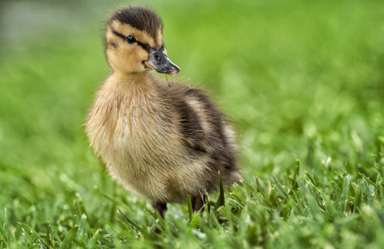 mała kaczka na trawie
